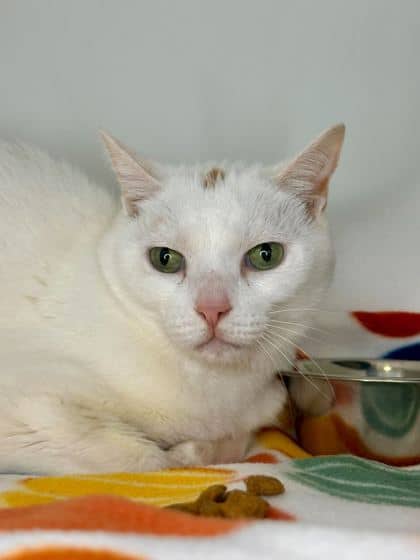 Snowy - Domestic Shorthair/Mix available for adoption