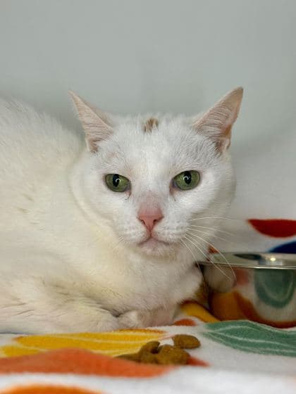 Snowy - Domestic Shorthair/Mix cat available for adoption in Calgary
