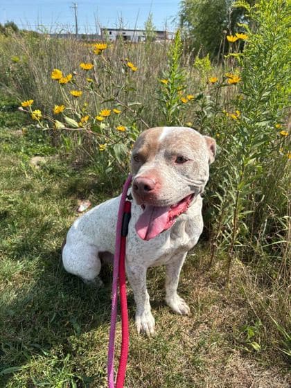 Boss - Mixed Breed available for adoption in Calgary