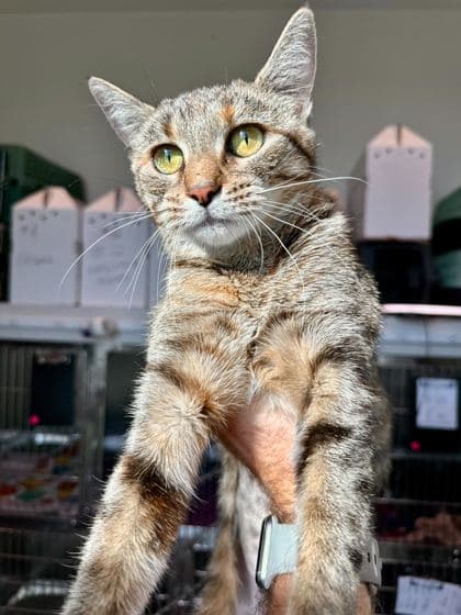 Gisele - Domestic Shorthair/Mix cat available for adoption in Calgary