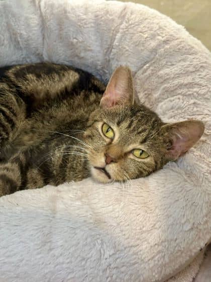 Tiffin - Domestic Shorthair/Mix available for adoption