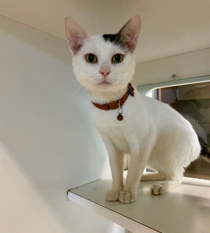 Tao - Domestic Shorthair/Mix cat available for adoption at St. John's Humane Services in St. John's