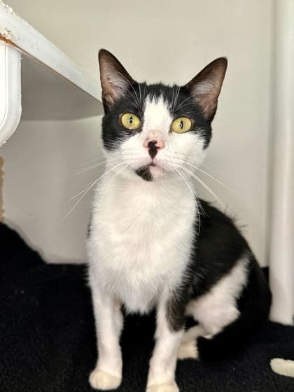 Bon Bon - Domestic Shorthair/Mix cat available for adoption in Calgary