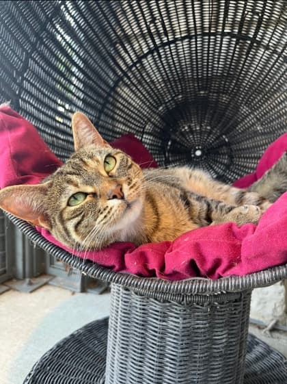 Bean - Domestic Shorthair/Mix cat available for adoption in Calgary
