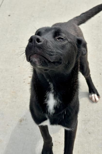 Lil Bit - Mixed Breed available for adoption in Newfoundland and Labrador