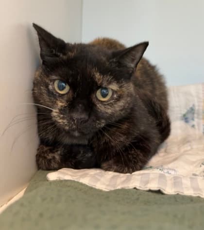 Angela - Domestic Shorthair/Mix cat available for adoption in Calgary