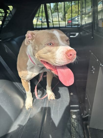 Alesana - Terrier, Pit Bull/Mix available for adoption in Calgary