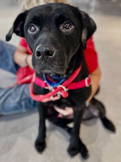 Oscar - Retriever, Labrador/Mix available for adoption in Newfoundland and Labrador