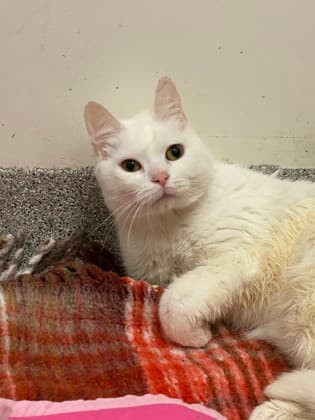 Mrs. Weebles - Domestic Shorthair/Mix cat available for adoption in Calgary
