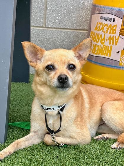 Bulma - Chihuahua, Short Coat/Mix available for adoption in Newfoundland and Labrador