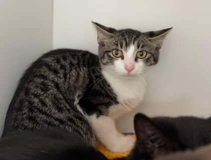 Noah - Domestic Shorthair/Mix cat available for adoption in Calgary