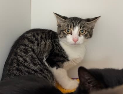 Noah - Domestic Shorthair/Mix cat available for adoption in Calgary