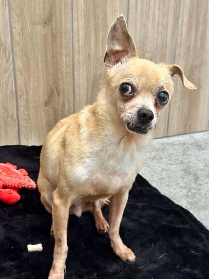 Uhaul - Chihuahua, Short Coat/Mix available for adoption in Newfoundland and Labrador