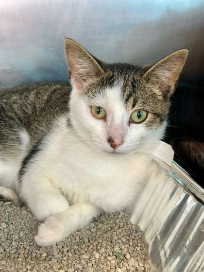 Sodapop - Domestic Shorthair/Mix cat available for adoption in Calgary