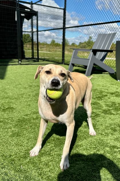 Spot - Mixed Breed available for adoption in Newfoundland and Labrador