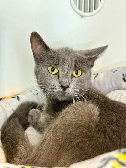 Quill - Domestic Shorthair/Mix cat available for adoption at St. John's Humane Services in St. John's