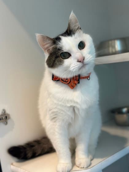 Marshmallow - Domestic Longhair/Mix cat available for adoption in Calgary