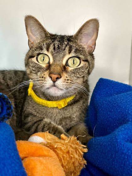 Cleo - Domestic Shorthair/Mix cat available for adoption in Calgary