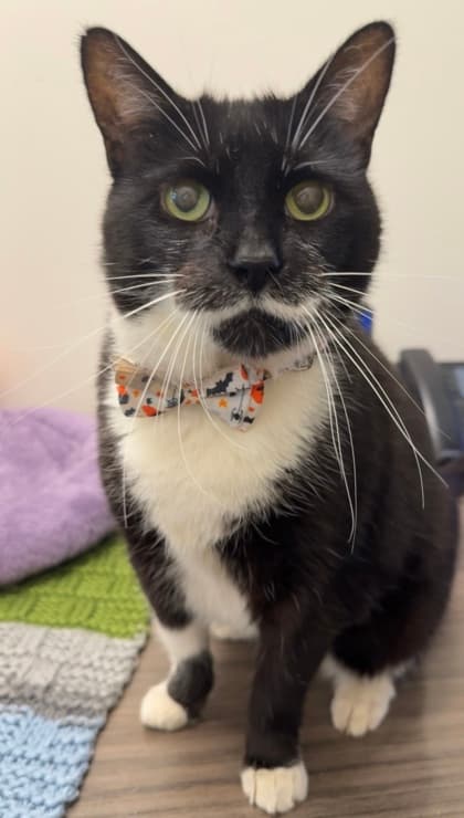 Laura - Domestic Shorthair/Mix cat available for adoption in Calgary