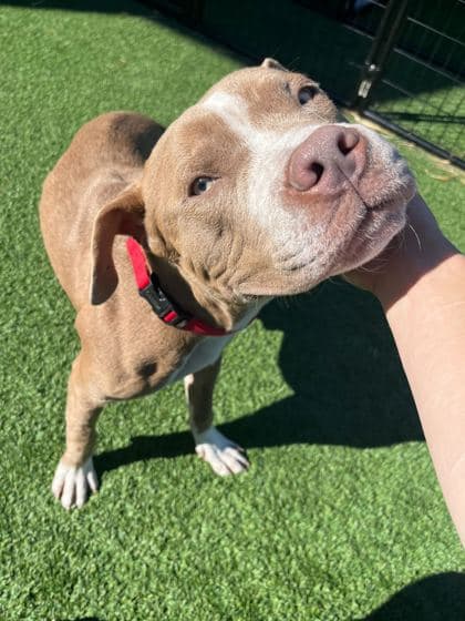 Abel - Terrier, Pit Bull/Mix available for adoption in Calgary