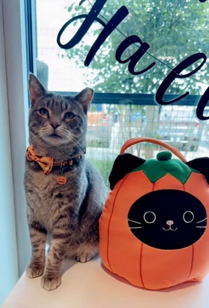 Miroku - Domestic Shorthair/Mix available for adoption