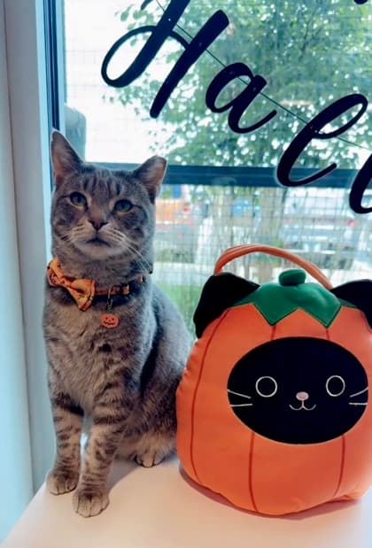 Miroku - Domestic Shorthair/Mix cat available for adoption at St. John's Humane Services in St. John's