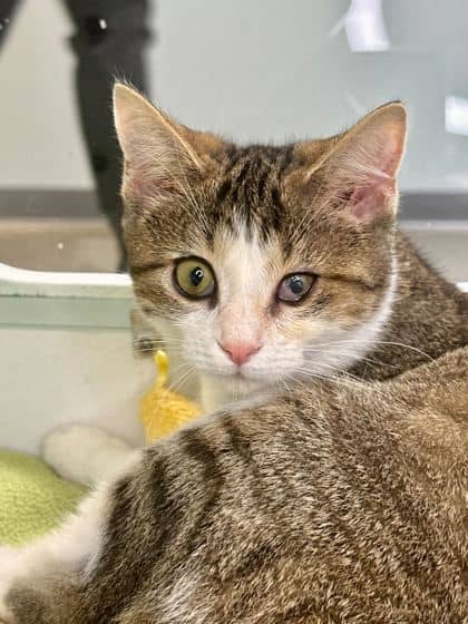 Mercury - Domestic Shorthair/Mix available for adoption