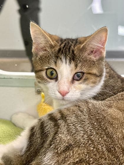 Mercury - Domestic Shorthair/Mix cat available for adoption in Calgary