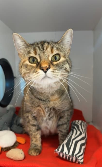Bertha - Domestic Shorthair/Mix cat available for adoption in Calgary