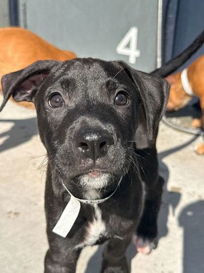 Usher - Mixed Breed available for adoption in Newfoundland and Labrador