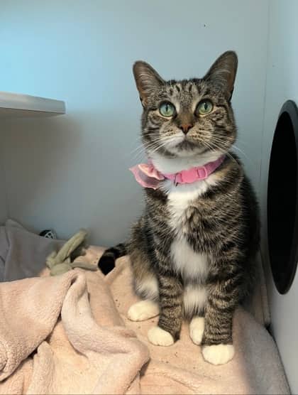 Karman - Domestic Shorthair/Mix available for adoption