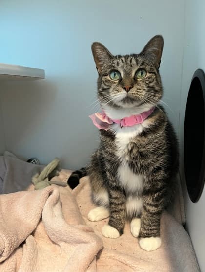 Karman - Domestic Shorthair/Mix cat available for adoption at St. John's Humane Services in St. John's