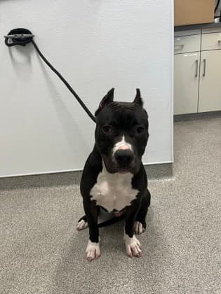 Lazarus - Terrier, American Pit Bull/Mix available for adoption in Newfoundland and Labrador