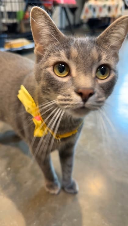 Naraku - Domestic Shorthair/Mix cat available for adoption at St. John's Humane Services in St. John's