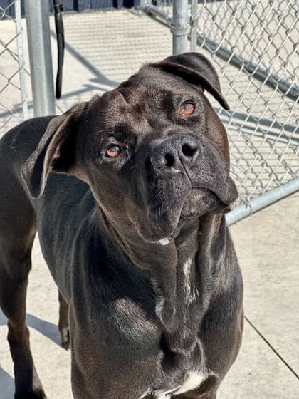 Nephalem - Terrier, Pit Bull/Mix available for adoption in Newfoundland and Labrador