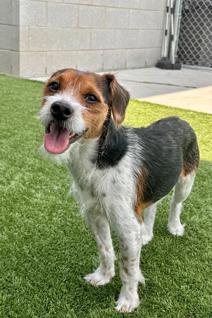 Baby Face - Mixed Breed available for adoption in Calgary