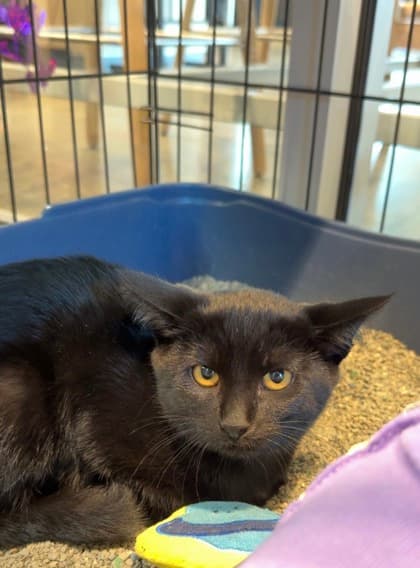 Nalani - Domestic Medium Hair/Mix cat available for adoption in Calgary