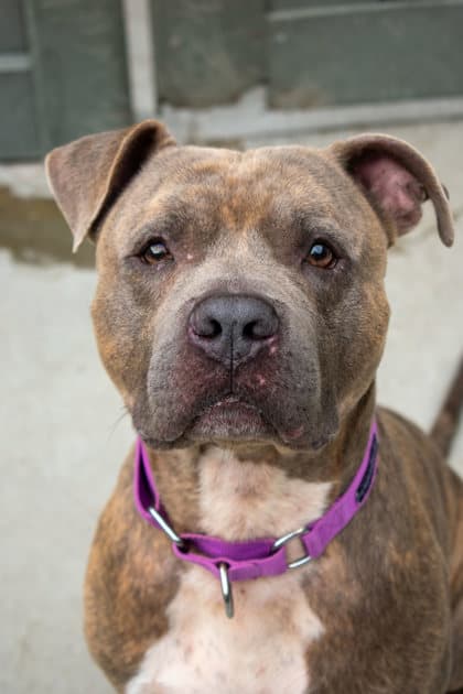 Howie - Terrier, Pit Bull/Mix available for adoption in Newfoundland and Labrador