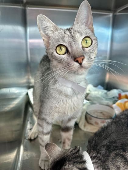 Felicity - Domestic Shorthair/Mix cat available for adoption in Calgary