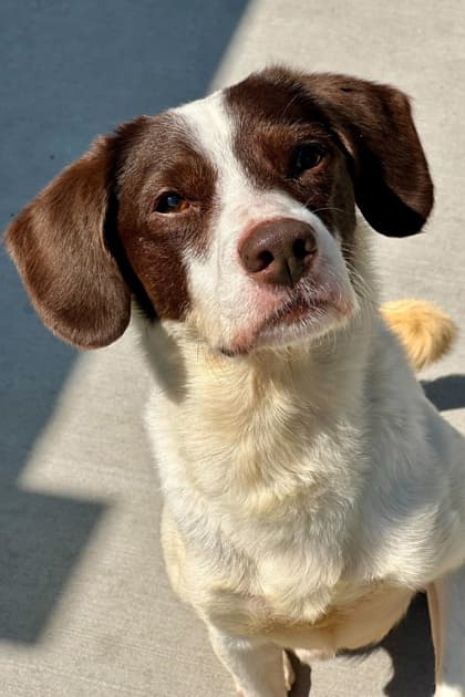 Bandit - Mixed Breed available for adoption in Calgary