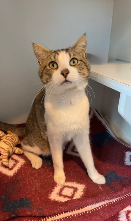 Goliath - Domestic Shorthair/Mix cat available for adoption in Calgary