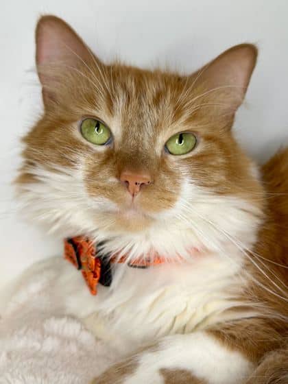 Portokale - Domestic Longhair/Mix available for adoption