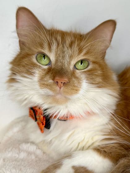 Portokale - Domestic Longhair/Mix cat available for adoption at St. John's Humane Services in St. John's