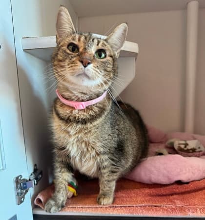 Cheeseburger - Domestic Shorthair/Mix cat available for adoption in Calgary
