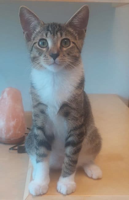 Genuine - Domestic Shorthair/Mix cat available for adoption in Calgary