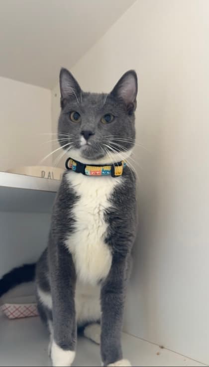 Paxton - Domestic Shorthair/Mix cat available for adoption at St. John's Humane Services in St. John's