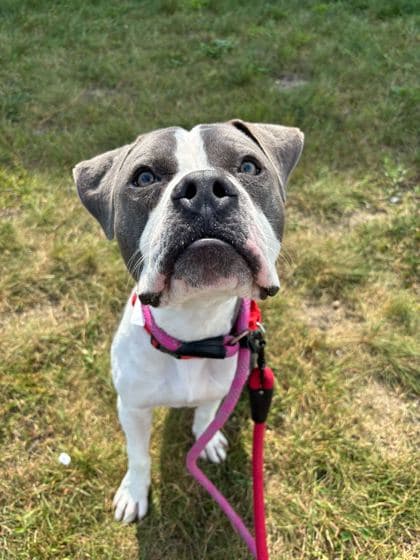 Gage - Mixed Breed available for adoption in Calgary