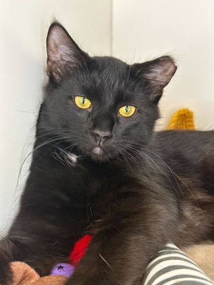 Spicy - Domestic Longhair/Mix cat available for adoption at St. John's Humane Services in St. John's