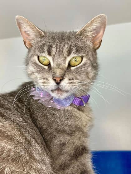 London - Domestic Shorthair/Mix available for adoption