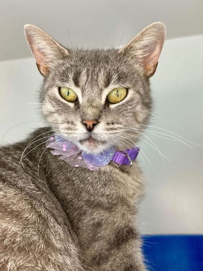 London - Domestic Shorthair/Mix cat available for adoption at St. John's Humane Services in St. John's